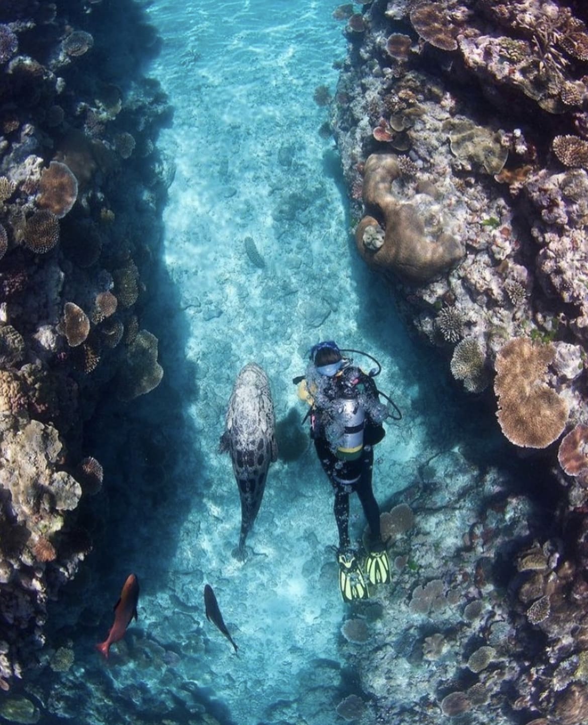 Scuba diving in the Great Barrier Reef